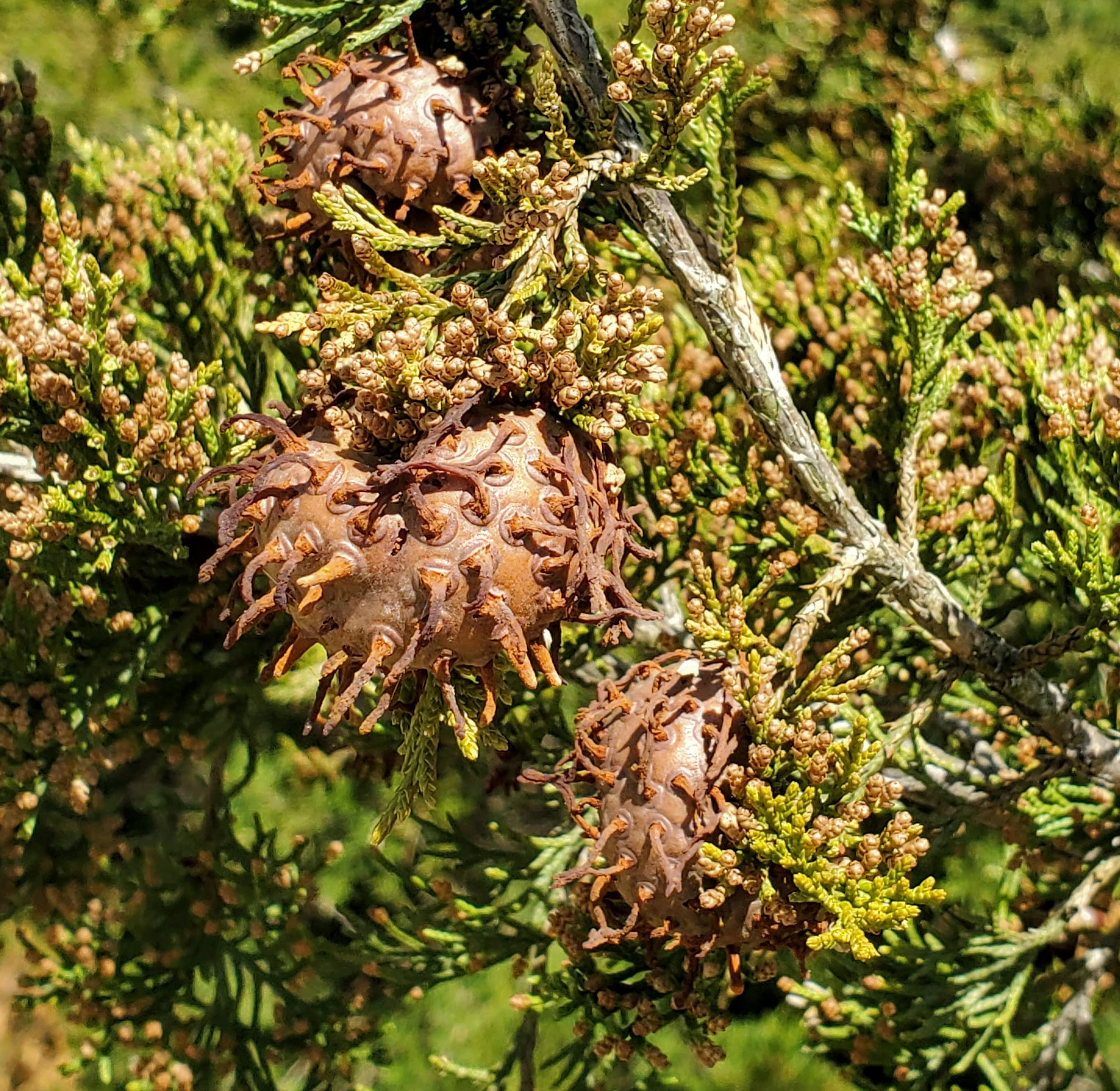 Cedar apple rust gall